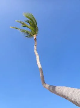 Coconut Tree Stock Photos