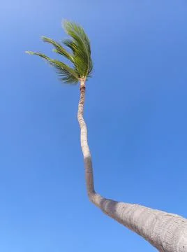 Coconut Tree Stock Photos