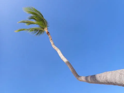 Coconut Tree Stock Photos