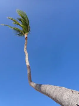 Coconut Tree Stock Photos