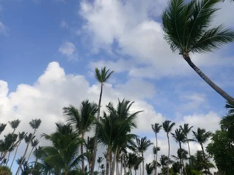 Coconut Tree Stock Photos
