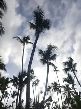 Coconut Tree Stock Photos