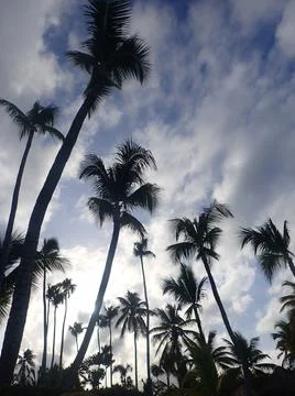 Coconut Tree Stock Photos