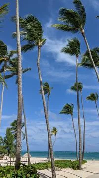 Coconut Tree Stock Photos