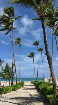 Coconut Tree Foto stock