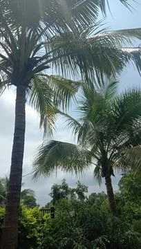 Coconut tree Stock Photos