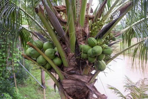 Coconut tree Stock Photos