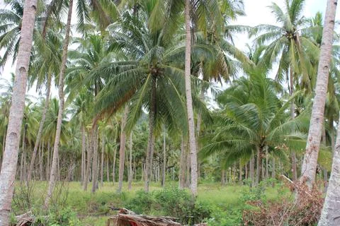 Coconut tree Stockfoto's