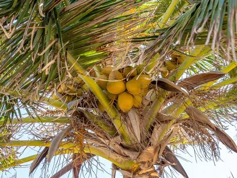 Coconut tree  Stockfoto's