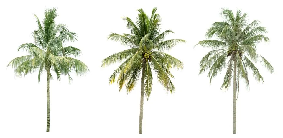 Coconut tree Stock Photos