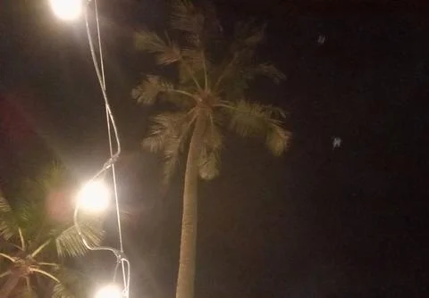 Coconut tree Stock Photos