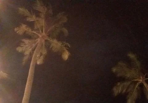 Coconut tree Stock Photos