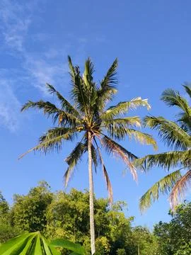 Coconut tree Stock Photos