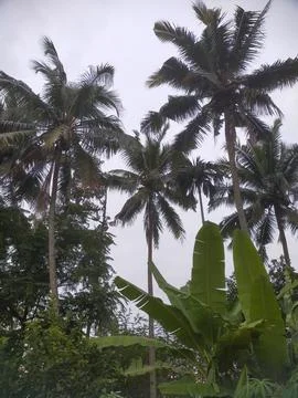 Coconut tree Fotos de archivo