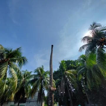 Coconut tree Stock Photos