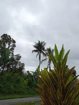 Coconut tree Stock Photos