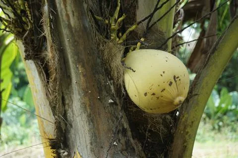 Coconut on the tree Stock Photos