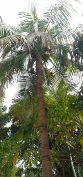 Coconut tree Foto stock