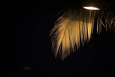 Coconut tree Stock Photos