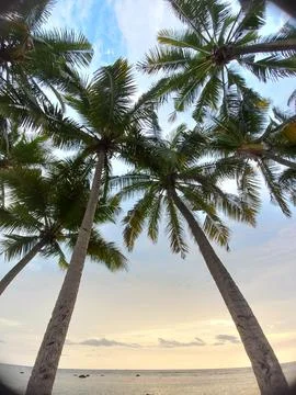 Coconut tree Stock Photos