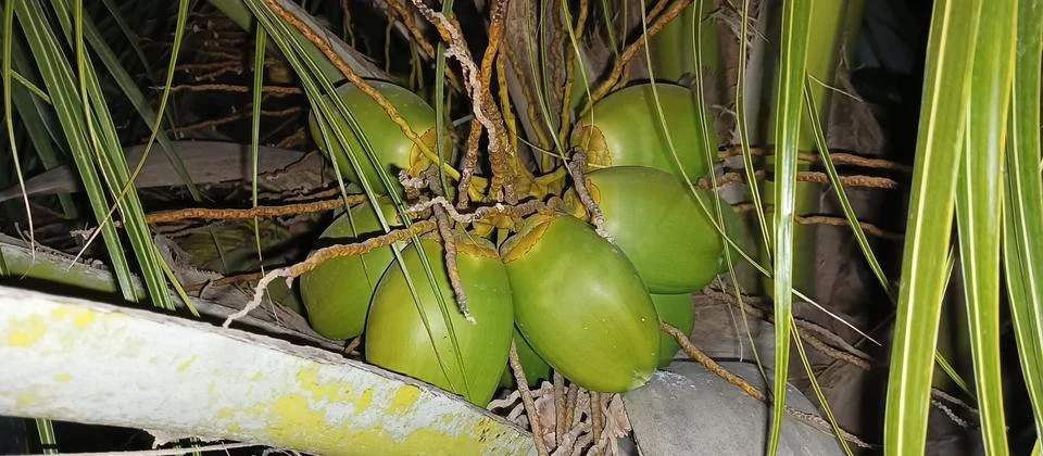Coconut tree Stock Photos