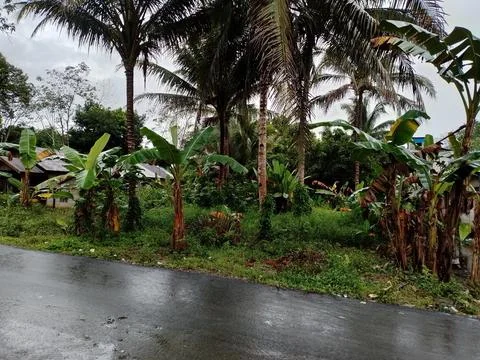 Coconut tree Stock Photos