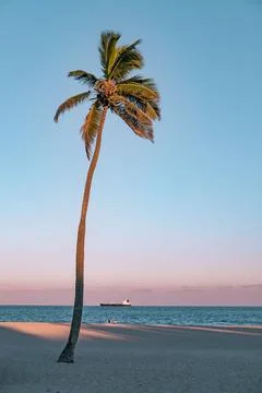 Coconut tree Foto stock
