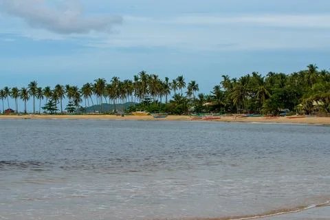 Coconut tree Foto stock