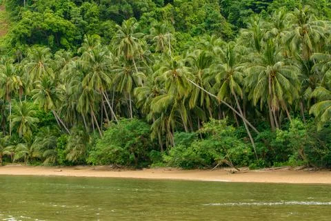 Coconut tree Foto stock