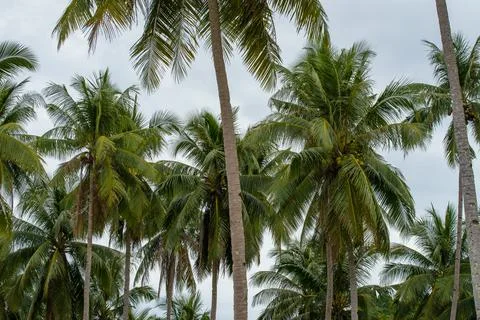 Coconut tree 스톡 사진