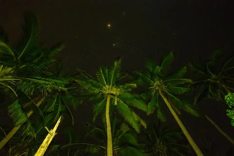 Coconut tree 스톡 사진