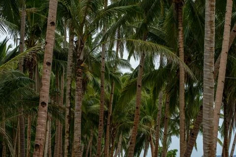Coconut tree 스톡 사진