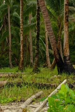 Coconut tree Stock Photos