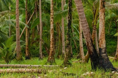 Coconut tree Stock Photos