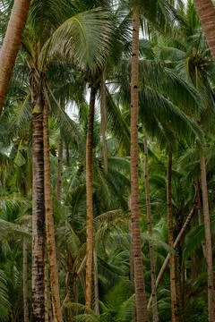 Coconut tree Stock Photos