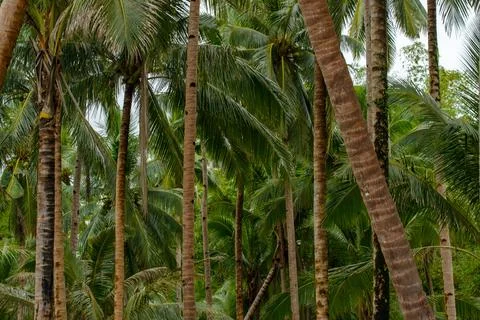 Coconut tree Stock Photos