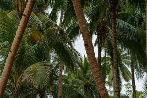 Coconut tree Foto stock