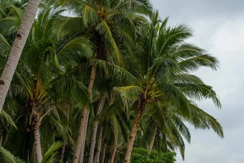 Coconut tree Stock Photos