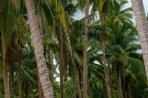 Coconut tree Stock Photos