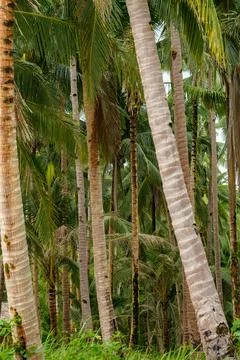 Coconut tree Stock Photos