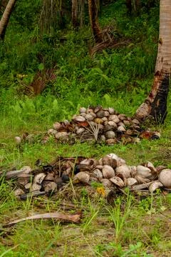 Coconut tree Stock Photos
