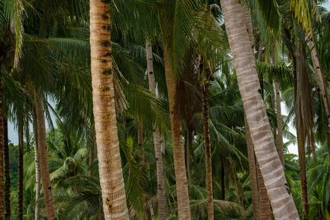 Coconut tree 库存照片