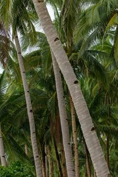 Coconut tree Stock Photos