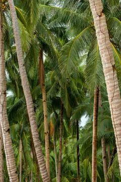 Coconut tree Stock Photos