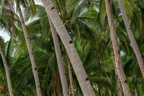 Coconut tree Stock Photos