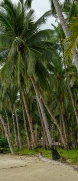 Coconut tree Foto stock