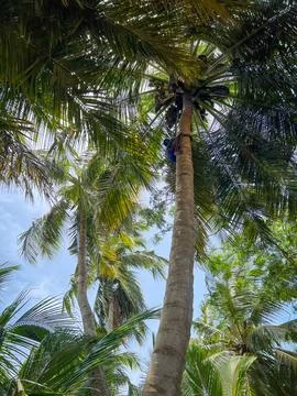 Coconut tree Stock Photos