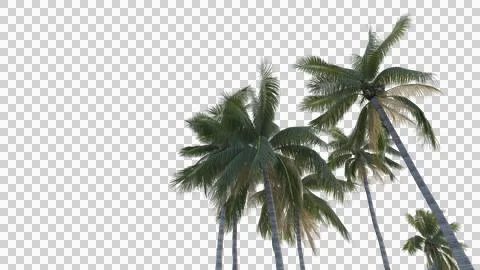 Coconut tree Stock Photos
