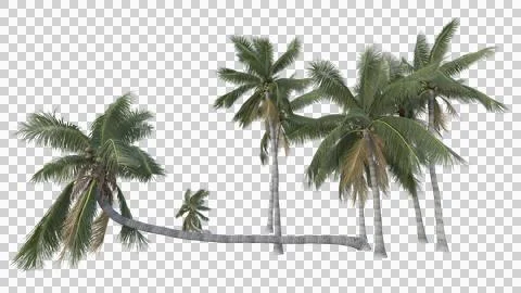 Coconut tree Stock Photos