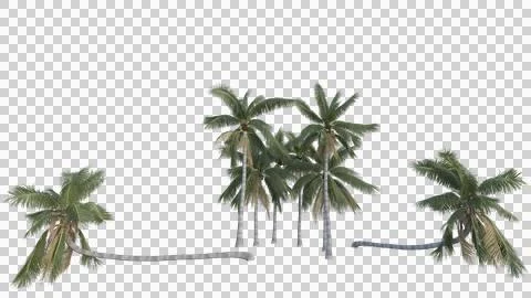 Coconut tree Stock Photos